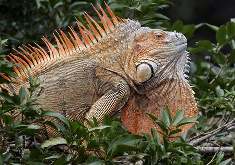 Green Iguana Breeding Male A Photo On Flickriver