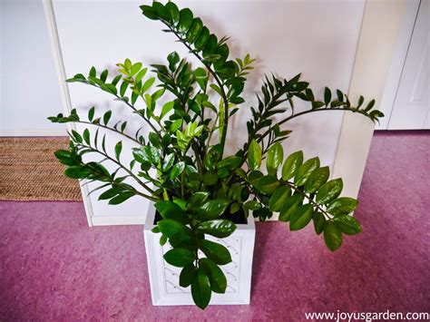 Zz Plant Care Tips A Tough As Nails Glossy Houseplant Are You