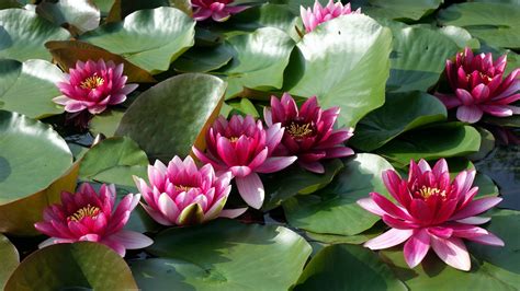 Pink Flower Water Lily Green Leaves Hd Flowers Wallpapers Hd