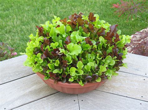 How To Grow Lettuce In A Pot Home Design Garden