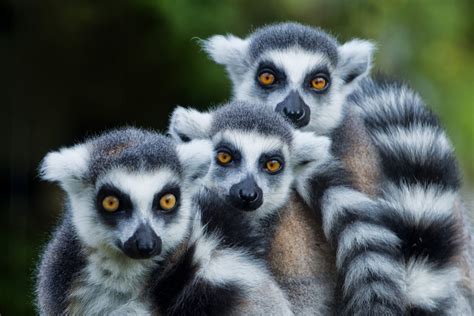 26 Interesting Facts About Madagascar The Facts Institute