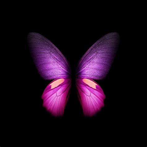 Purple Butterfly Wallpaper 4k Wings Black Background