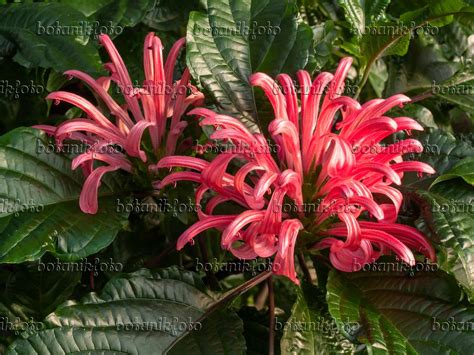 Image Brazilian Plume Flower Justicia Carnea Syn Jacobinia Carnea