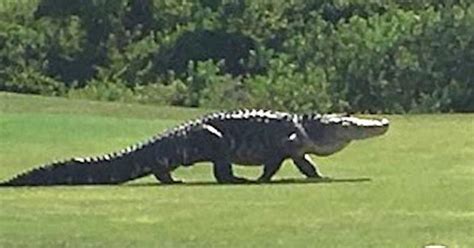 Giant Monster Alligator Appears On This Golf Course This May Be The