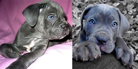 9 Reasons Why Everyone Loves A Cane Corso Sonderlives