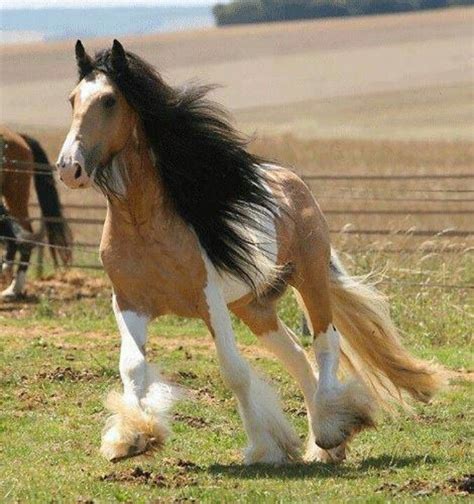 Gypsy mvp offers only the finest quality of this gypsy horse breed for sale. Buckskin vanner | creatures | Pinterest