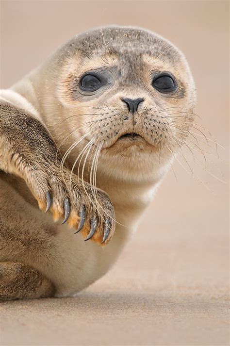 Great Seal Images Animals Wild Cute Animals Baby Animals