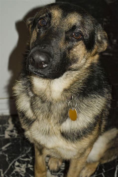 I Demand That You Love This Dog Do It Full Blooded German Shepherd イヌ