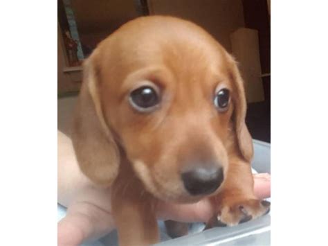 Browse thru our id verified puppy for sale listings to find your perfect puppy in your area. 8 weeks old male Dachshund puppies for sale in Tampa ...