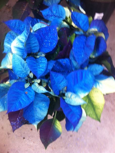 Blue Poinsettia  Flores, Flores bonitas, Adornos de navidad