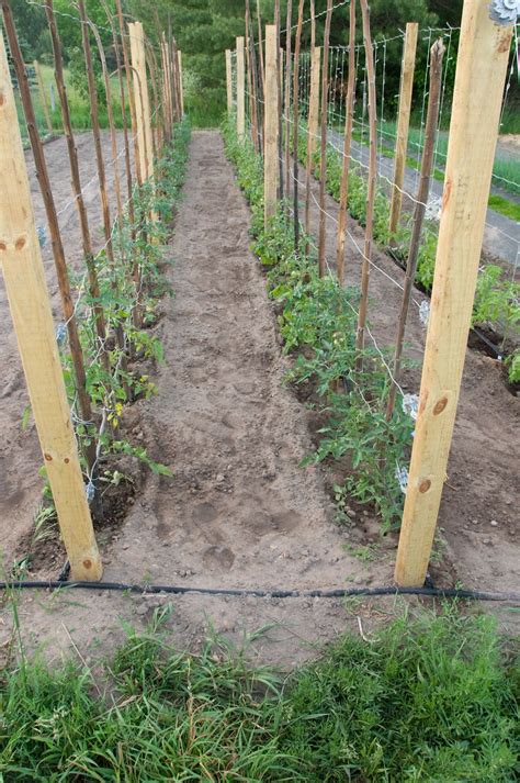 10 Tomato Garden Ideas Simphome In 2020 Tomato Trellis Tomato