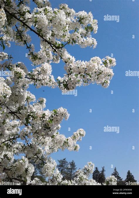 Spring Snow Crabapple Tree In Bloom Stock Photo Alamy