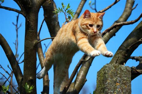 Kostenlose Bild Natur Baum Springen Tier Katze Outdoor Katze Kätzchen