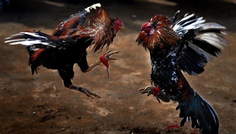 Cockfighting Rooster Kills Man In India Newshub