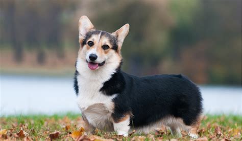 Pembroke Welsh Corgi Breed Facts And Information Petcoach
