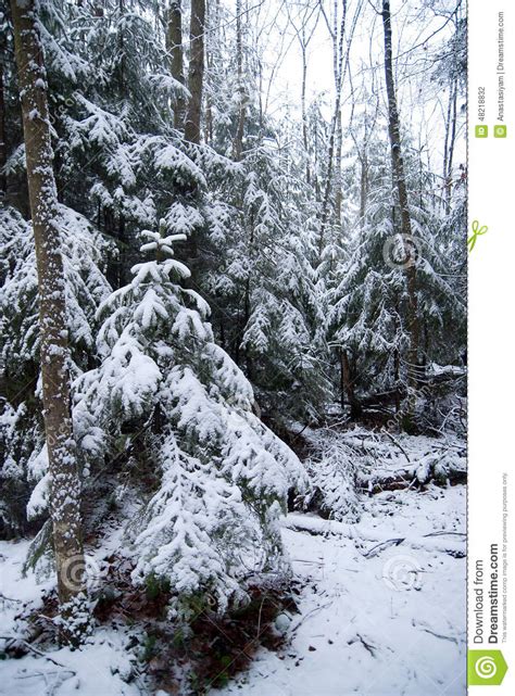 Winter Forest With Snow Covered Trees And Snowfall Stock