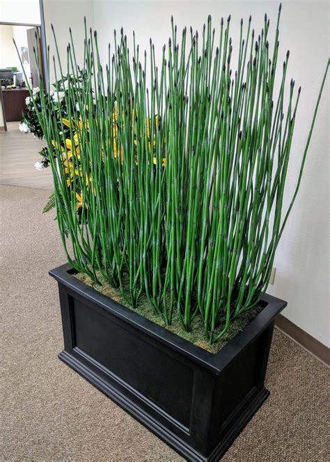 Horsetail or shavegrass (equisetum spp.) is an ancient plant used for its nutritious properties in the plant at that time was as tall as a modern palm tree. Artificial Horsetail Reed | TreeScapes & PlantWorks