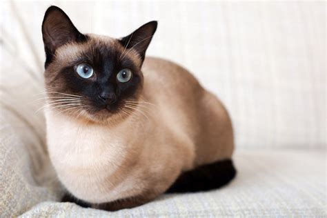 Siamese Cat Breed Information And Characteristics