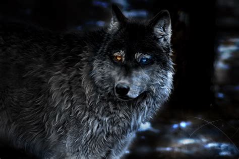 Lobo Papel De Parede Hd Plano De Fundo 2500x1667 Id883372 Wallpaper Abyss