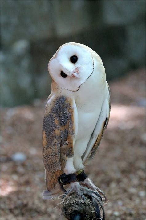 Pin By Jeanette Kinnas On Beautiful Olws Barn Owl Pet Birds Owl