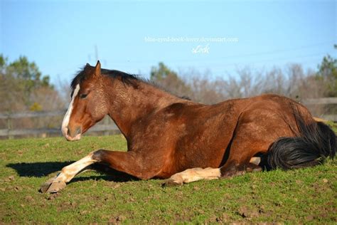 Laying Down Stock1 Pretty Horses Different Horse Breeds Horses