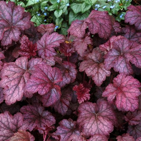 Heuchera Amethyst Mist Coral Bells 6 Pot Hello Hello Plants