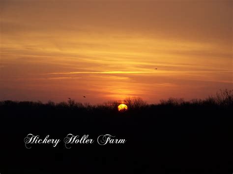 Hickery Holler Farm: March Sun Rise