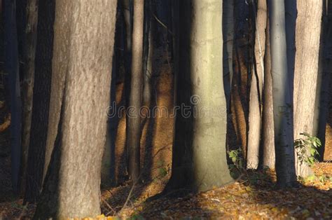 Forest Trees Late Fall Autumn With Golden Dry Leaves Stock Image