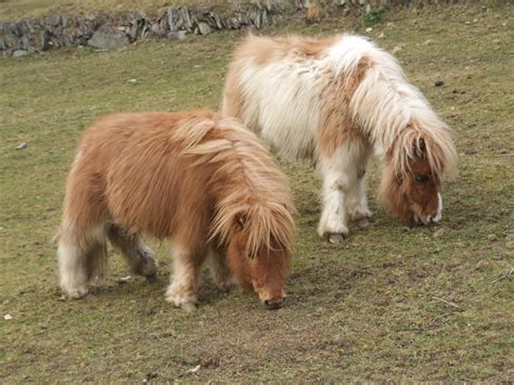 Shetland Pony Poney Miniature Miniature Shetland Pony Mini Shetland