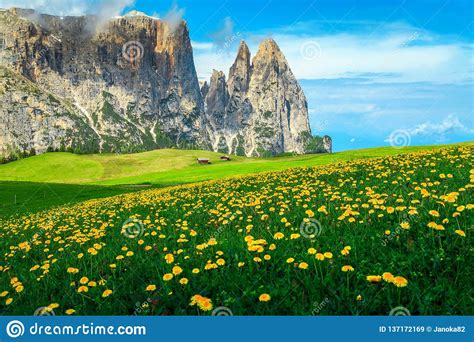 Alpe Di Siusi Resort With Spring Yellow Dandelions Dolomites Italy