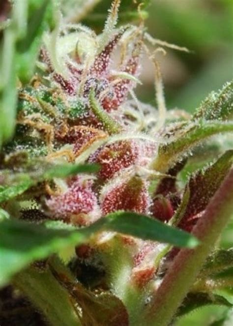Female Seeds Strains Rating Growdiaries