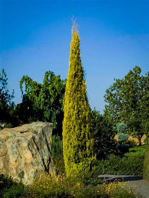 Buy Cypress Trees Online The Tree Center