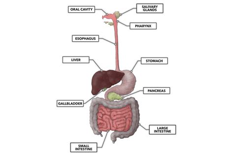 Crossfit The Gastrointestinal System An Introduction