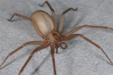 Why You Need Not Fear The Poor Misunderstood Brown Recluse Spider Wired