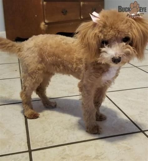 Find a maltipoo puppy from reputable breeders near you in ohio. Hazel - Maltipoo Puppy for Sale in Dundee, OH | Buckeye Puppies in 2020 | Puppies for sale ...