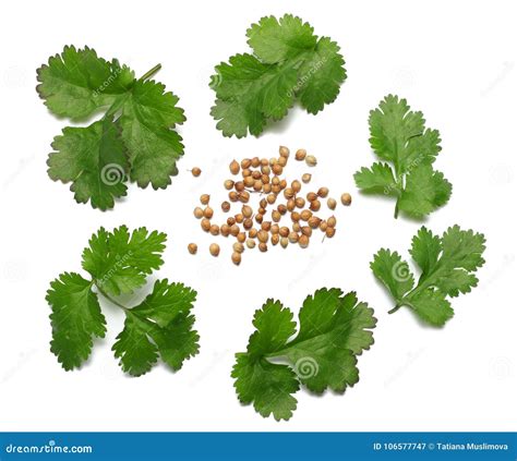 Coriander Leaves And Seeds Isolated On White Background Top View Stock