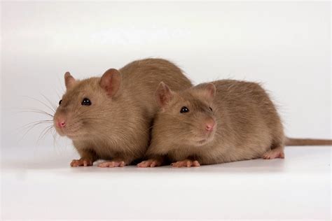 Los Diferentes Tipos De Ratas Domesticas Guia Mascotas