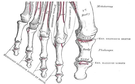 Anatomy Of A Toe