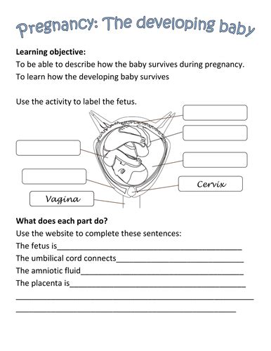 By The Numbers Prenatal Development Worksheet