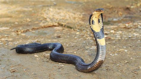 Las 25 serpientes más venenosas que existen