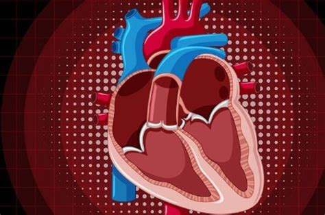 7 Perbedaan Arteri Dan Vena Dari Definisi Hingga Volume Darah Sonora Id