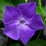 Plant With Big Purple Flowers