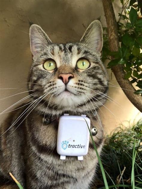 Tractive have also found a place on our list, thanks to their lightweight and durable gps system. @tractive cat You can use our Tractive GPS Tracker also ...