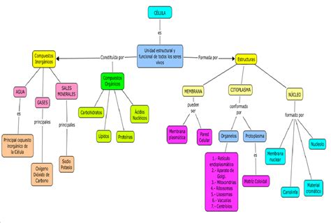 Anatomía La CÉlula Mapa Conceptual
