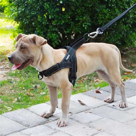 Dog Harness Easy Adjustable Reem Pet Store