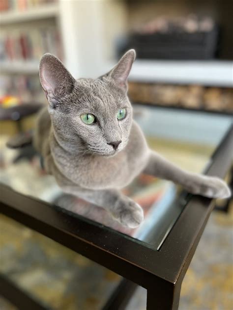 how to tell if your cat is a russian blue quora