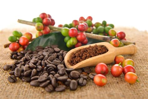 beda kopi arabica  robusta