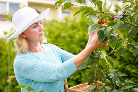 Learn How To Successfully Grow Fruit Trees In A Small Urban Or Suburban