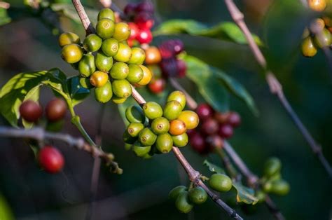 What Is A Coffee Cherry And How Does It Taste A Coffee Fruit Guide