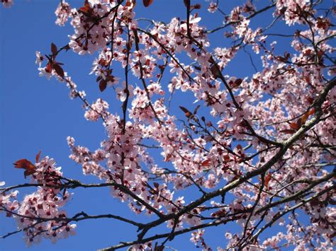Pretty Sweet Pink Cherry Blossoms Blooming In Vancouver 2019 Stock